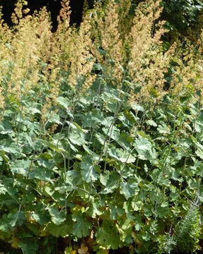 Bocconie Kelways Coral Plume - jardins - MACLEAYA MICROCARPA KELWAYS CORAL PLUME