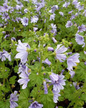 Mauve des bois Dema Marina - Fleurs vivaces - Malva sylvestris Dema MARINA