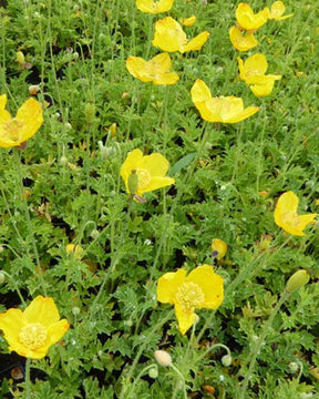 Pavot jaune des Pyrénées - jardins - Meconopsis cambrica