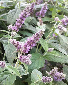 Menthe Buddleia - jardins - Mentha longifolia Buddleia