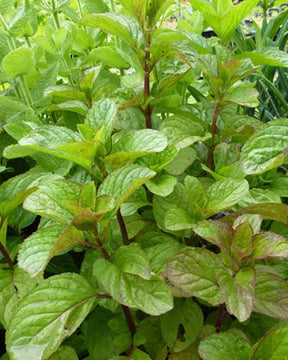 Menthe Eau de Cologne - jardins - Mentha x rotundifolia Eau de Cologne