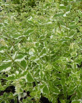 Menthe panachée - jardins - MENTHA ROTUNDIFOLIA VARIEGATA