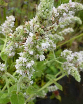 Menthe odorante - jardins - Mentha suaveolens