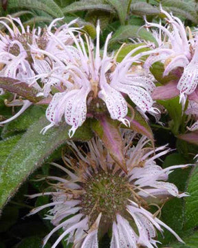 Monarde Bradburiana Maramek - Fleurs vivaces - Monarda bradburiana Maramek