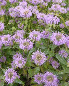 3 Monardes fistuleuse Bergamote sauvage - Fleurs vivaces - Monarda fistulosa