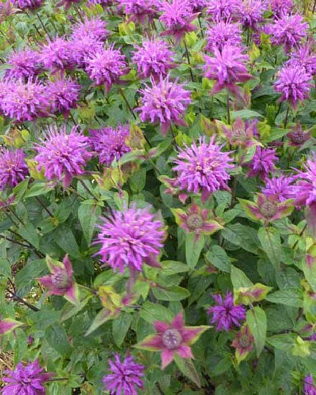 3 Monardes fistuleuse à feuille de Menthes Monardes fausse Menthes - Fleurs vivaces - Monarda fistulosa ssp menthifolia