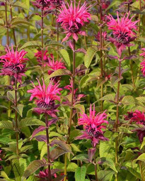 Monarde Balance - Fleurs vivaces - Monarda Balance