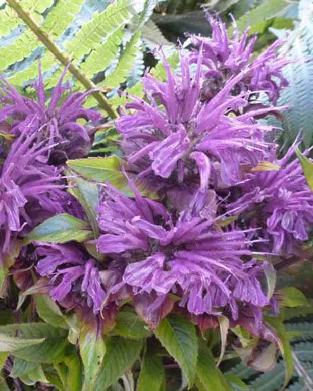 3 Monardes Blaustrumpf - Fleurs vivaces - Monarda Blaustrumpf