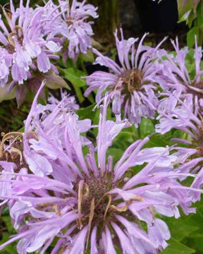 3 Monardes Elsie s Lavender - Fleurs vivaces - Monarda Elsies Lavender