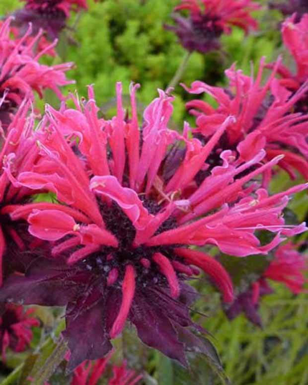 3 Monardes Feuerschopf - Fleurs vivaces - Monarda Feuerschopf