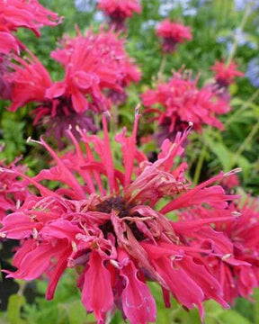 Monarde Donnerwolke - Fleurs vivaces - Monarda Donnerwolke