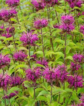 3 Monardes Lederstrumpf - Fleurs vivaces - Monarda Lederstrumpf