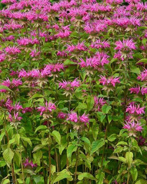 3 Monardes Melissa - Fleurs vivaces - Monarda Melissa