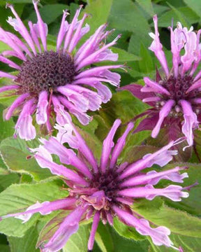 3 Monardes Mohawk - Fleurs vivaces - Monarda Mohawk