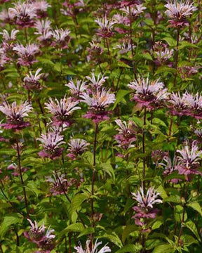 3 Monardes Ou Charm Monardes d Oudolf - Fleurs vivaces - Monarda Ou Charm