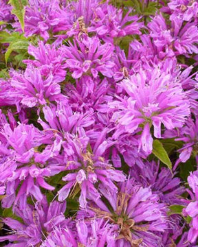 Monarde Petite Delight - Fleurs vivaces - Monarda Acpetdel PETITE DELIGHT