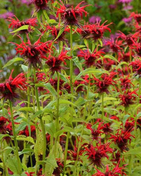 3 Monardes Squaw - Fleurs vivaces - Monarda Squaw