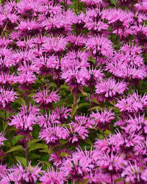 3 Monardes Twins - Fleurs vivaces - Monarda Twins