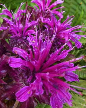 Monarde Scorpion - Fleurs vivaces - Monarda Scorpion