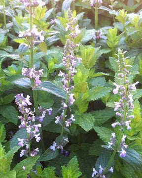 Népéta glabre Accent - Fleurs vivaces - Nepeta nuda Accent