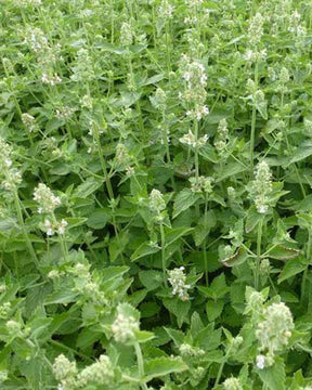 Nepeta à odeur de citron - Fleurs vivaces - Nepeta cataria Citriodora