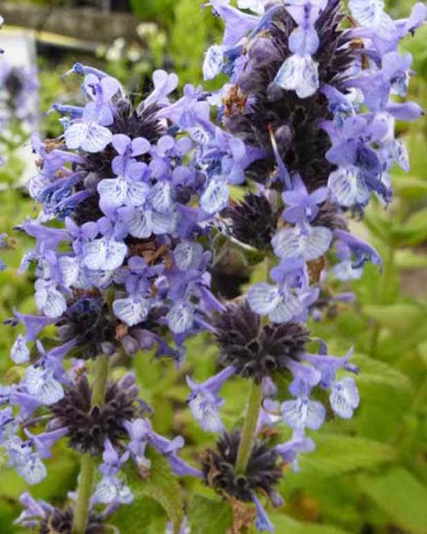 3 Chataires de l Himalaya - Fleurs vivaces - NEPETA CLARKEI