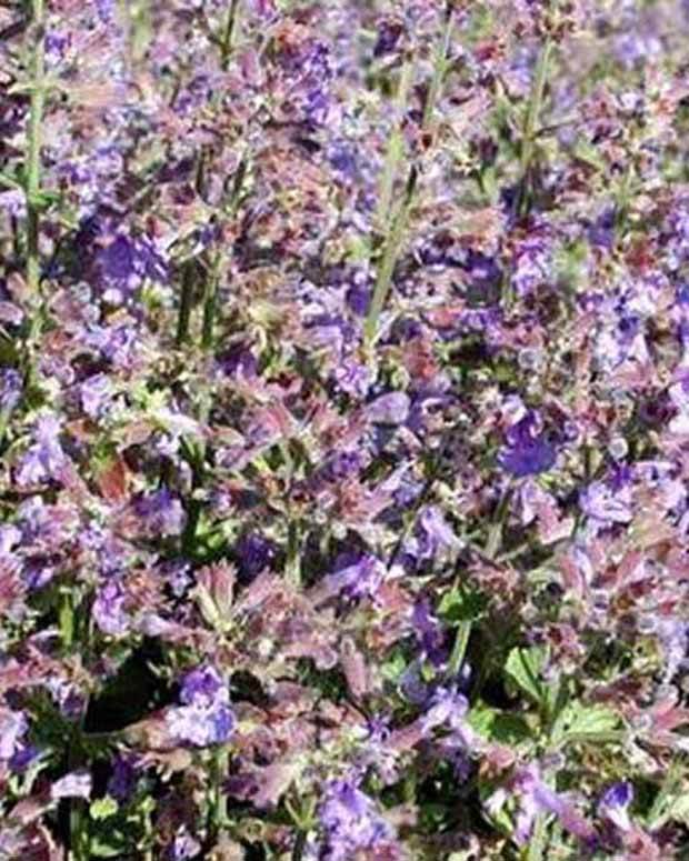 Nepeta Kit Cat - Fleurs vivaces - Nepeta Kit Cat