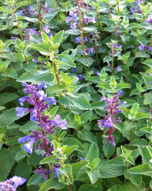 Nepetaà grandes fleurs Blue Danube - Fleurs vivaces - Nepeta grandiflora Blue Danube