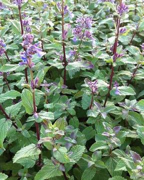 Cataire à grandes fleurs Bramdean - Fleurs vivaces - Nepeta grandiflora Bramdean