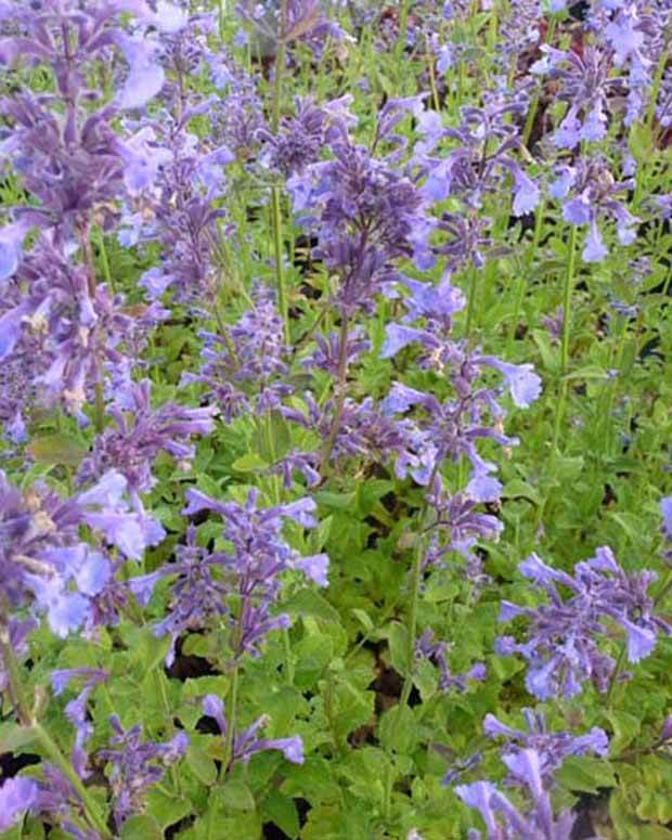 Nepeta à grandes fleurs Pool Bank - Fleurs vivaces - Nepeta grandiflora Pool Bank