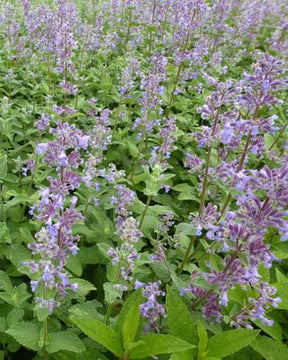 Nepeta à grandes fleurs Summer Magic - Fleurs vivaces - Nepeta grandiflora Summer Magic