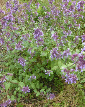 Cataire à grandes fleurs Wild Cat - Fleurs vivaces - Nepeta grandiflora Wild Cat