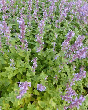 Nepeta à grandes fleurs Zinser s Giant - Fleurs vivaces - Nepeta grandiflora Zinsers Giant