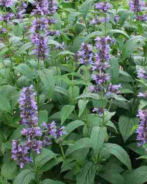 Cataire indigo - Fleurs vivaces - Nepeta kubanica