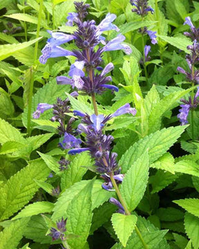 Népéta Manchu Blue Chataire Manchu Blue - Fleurs vivaces - Nepeta manchuriensis Manchu Blue