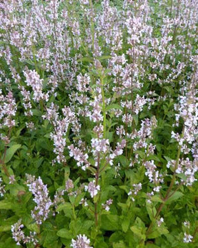 Népéta glabre Anne s Choice - Fleurs vivaces - Nepeta nuda Annes Choice