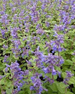 Nepeta Little Titch - Fleurs vivaces - Nepeta racemosa Little Titch