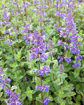 3 Népéta Superba Menthes des chats Superba Chataire Superba - Fleurs vivaces - Nepeta racemosa Superba