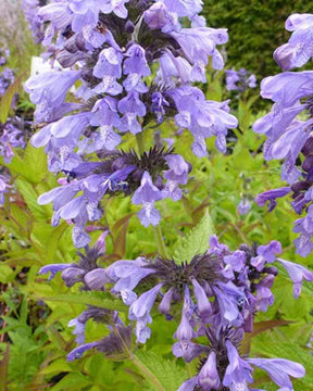 Nepeta de Sibérie - Fleurs vivaces - NEPETA SIBIRICA