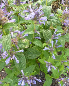 Chataire subsessile Laufen - Fleurs vivaces - NEPETA SUBSESSILIS LAUFEN