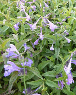 Nepeta Souvenir d André Chaudron - Fleurs vivaces - Nepeta sibirica Souvenir dAndré Chaudron