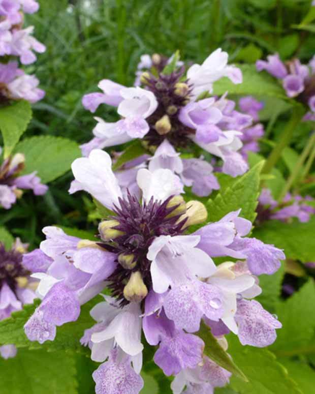 Chataire subsessile rose Sweet Dreams - Fleurs vivaces - NEPETA SUBSESSILIS SWEET DREAMS