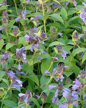 Nepeta subsessile - Fleurs vivaces - NEPETA SUBSESSILIS