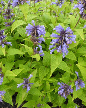 Népéta Washfield - Fleurs vivaces - Nepeta subsessilis Washfield