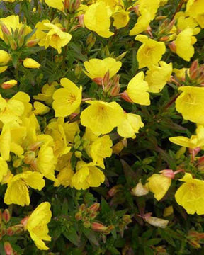 Onagre Michelle Ploeger - Fleurs vivaces - Oenothera fruticosa Michelle Ploeger