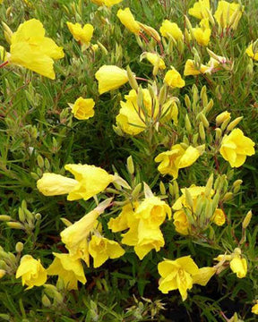 Oenothère African Sun - Onagre - Fleurs vivaces - Oenothera African Sun