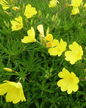 Onagre Cold Crick - Fleurs vivaces - Oenothera Cold Crick