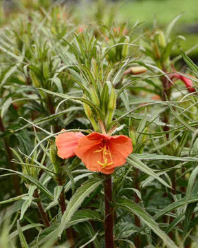 3 Oenothère Sunset Boulevard - Fleurs vivaces - OENOTHERA VERSICOLOR SUNSET BOULEVARD