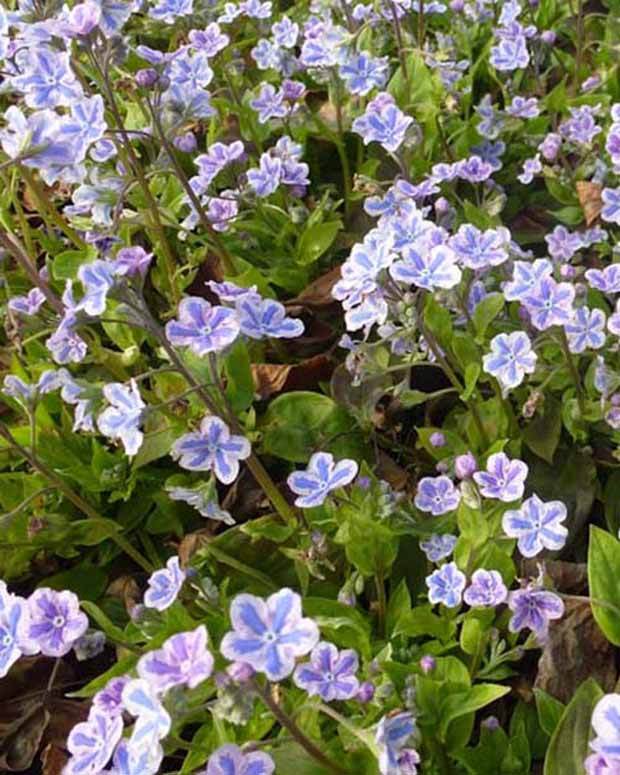 Omphalodes Cappadocica Starry Eyes - jardins - OMPHALODES CAPPADOCICA STARRY EYES