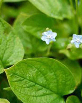 Petite bourrache Elfenauge - jardins - Omphalodes verna Elfenauge